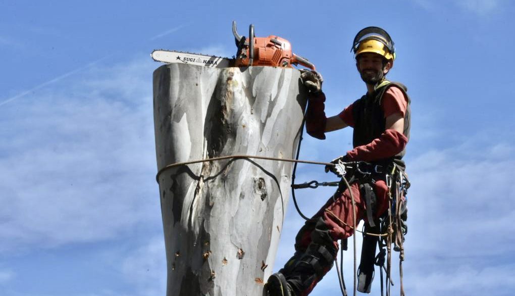Tree Surgery Sunny Gardening Costa Blanca Tree Service