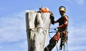 Tree Surgery