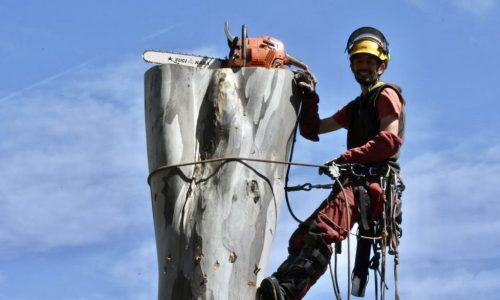 Tree Surgery
