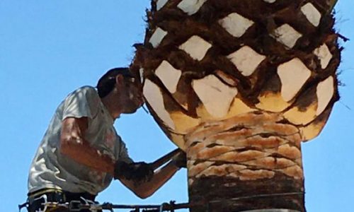 Palm Tree Cleaning and Palm Shaping Service