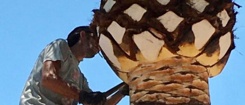 Palm Tree Cleaning and Palm Shaping Service